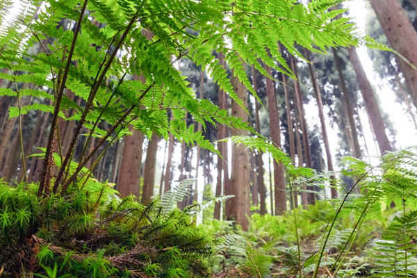 如何利用生物進行環(huán)境監(jiān)測？(圖1)